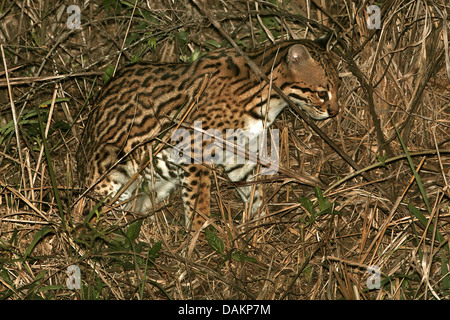 Ozelot, Zwerg Leopard (Felis Pardalis pardalis Pardalis), sitzen auf Rasen, Brasilien, Mato Grosso Do Sul Stockfoto