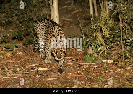 Ozelot, Zwerg Leopard (Felis Pardalis pardalis Pardalis), Pirsch durch das Dickicht, Brasilien, Mato Grosso Do Sul Stockfoto