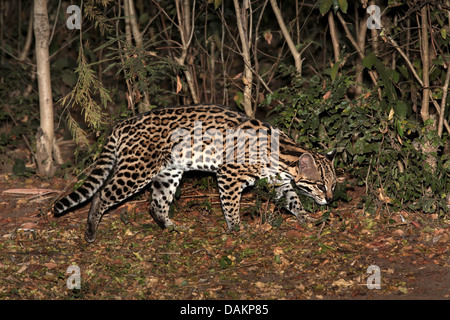 Ozelot, Zwerg Leopard (Felis Pardalis pardalis Pardalis), Pirsch durch das Dickicht, Brasilien, Mato Grosso Do Sul Stockfoto