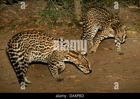 Ozelot, Zwerg Leopard (Felis Pardalis, pardalis Pardalis), zwei Erwachsene Zwerg Leoparden, Brasilien, Mato Grosso do Sul Stockfoto