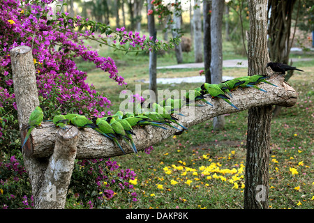 Nanday Conure (Nandayus Nenday), Nanday-Sittiche bei Einzug, Brasilien, Mato Grosso do Sul Stockfoto