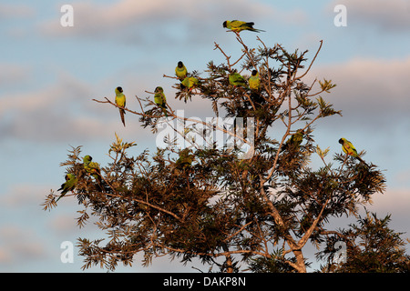 Nanday Conure (Nandayus Nenday), mehrere Nanday Sittiche auf einem Baum, Brasilien, Mato Grosso do Sul Stockfoto