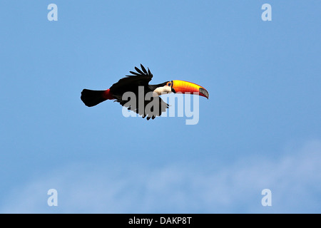 Riesentukan, Tukan, gemeinsame Toucan (Ramphastos Toco), fliegen, Brasilien, Mato Grosso do Sul Stockfoto