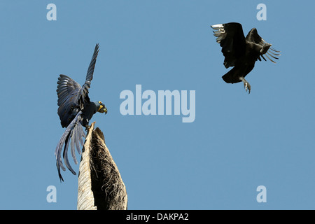 Hyazinth-Ara, sieht Ara (Anodorhynchus Hyacinthinus), zerstreuen ein Mönchsgeier (Coragyps Atratus) von ausgewiesenen Nistplatz, Brasilien, Mato Grosso do Sul Stockfoto