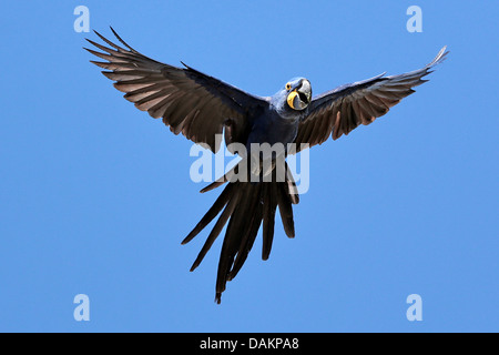 Hyazinth-Ara, sieht Ara (Anodorhynchus Hyacinthinus), fliegen, Brasilien, Mato Grosso do Sul Stockfoto