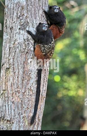 Brown-Jaguaren Tamarin, Saddleback Tamarin, Anden Sattel-Rückseite Tamarin (Saguinus Fuscicollis), zwei kleine Affen spannen eine Stamm, Brasilien, Acre Stockfoto