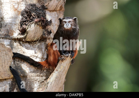 Brown-Jaguaren Tamarin, Saddleback Tamarin, Anden Sattel-Rückseite Tamarin (Saguinus Fuscicollis), im Palm Tree Branch, Brasilien, Acre Stockfoto