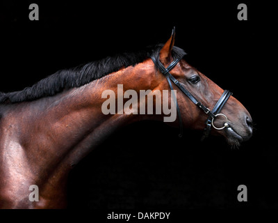 Trakehner Hengst mit klassischen Zaum auf schwarzem Hintergrund Stockfoto