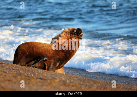 Südliche Seelöwen, südamerikanischen Seelöwen, patagonische Seelöwe (Otaria Flavescens, Otaria Byronia), zu Fuß in das Wasser, Argentinien, Patagonien, Valdes bull Stockfoto