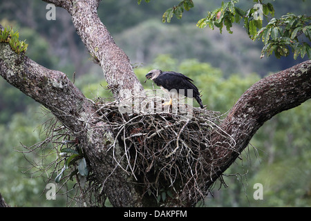 Harpyie (Harpia Harpyja), weibliche am Adlerhorst mit Futter im Schnabel, größten Adler der Welt, Brasilien Stockfoto