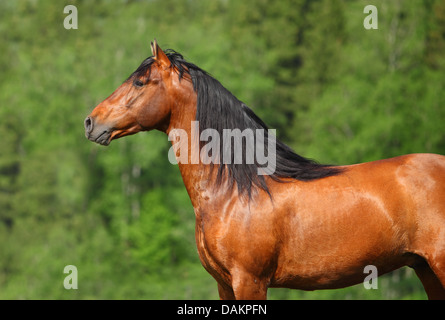 Holstein-Rasse-Pferd im Feld Stockfoto