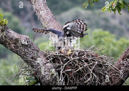 Harpyie (Harpia Harpyja), weibliche Fütterung an den Adlerhorst, größten Adler der Welt, Brasilia Stockfoto