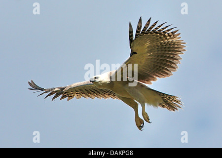 Harpyie (Harpia Harpyja), unreif auf die Fliege, größten Adler der Welt, Brasilien, Serra Das Araras Stockfoto