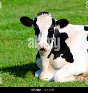 Schwarz / Weiß Kuh auf der Wiese liegend Stockfoto