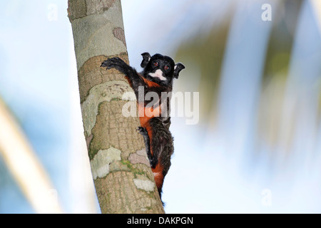 Rot-chested schnauzbärtigen Tamarin (Saguinus Labiatus), Klettern auf einen Baumstamm, Brasilien, Acre Stockfoto