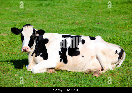 Schwarz / Weiß-Kuh auf dem grünen Rasen, horizontale Ansicht liegend Stockfoto