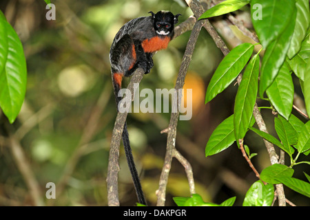 Rot-chested schnauzbärtigen Tamarin (Saguinus Labiatus), auf einem Ast, Brasilien, Hektar Stockfoto