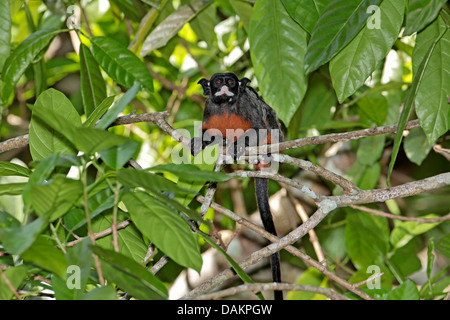 Rot-chested schnauzbärtigen Tamarin (Saguinus Labiatus), auf einem Ast, Brasilien, Hektar Stockfoto