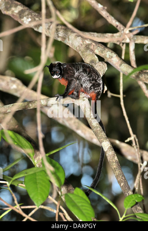 Rot-chested schnauzbärtigen Tamarin (Saguinus Labiatus), auf einem Ast, Brasilien, Hektar Stockfoto