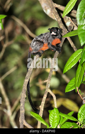 Rot-chested schnauzbärtigen Tamarin (Saguinus Labiatus), auf einem Ast, Brasilien, Hektar Stockfoto