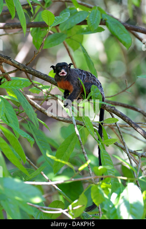 Rot-chested schnauzbärtigen Tamarin (Saguinus Labiatus), sitzt auf einem Ast, Brasilien, Hektar Stockfoto