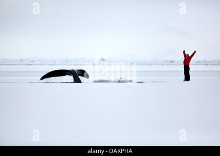 Grönlandwal, Grönland right Whale, arktischen Glattwal (Balaena Mysticetus), Bowhead-Fluke sehr nahe an die Scholle-Rand mit Besucher, Kanada, Nunavut Stockfoto