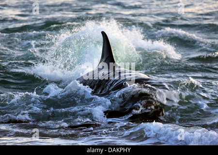 Orca, großer Schwertwal, Grampus (Orcinus Orca), Angriff auf eine südliche Seelöwen, Argentinien, Patagonien, Valdes Stockfoto