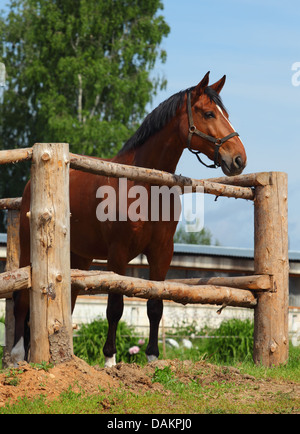 Braune Pferd Blick auf Holzzaun Stockfoto