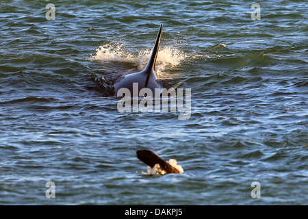 Orca, großer Schwertwal, Grampus (Orcinus Orca), Angriff auf eine junge patagonische Seelöwen, Argentinien, Patagonien, Valdes Stockfoto