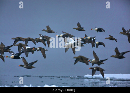 König Eiderenten (Somateria Spectabilis), scharen sich im Flug, Kanada, Nunavut Stockfoto