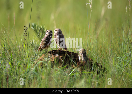 Kanincheneule (Speotyto Cunicularia, Athene Cunicularia), drei Burrowing Owls auf einem Stein auf einer Wiese, Brasilien, Serra da Canastra Nationalpark Stockfoto