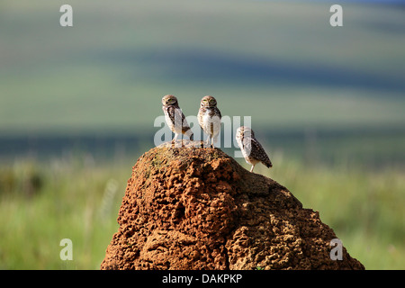 Kanincheneule (Speotyto Cunicularia, Athene Cunicularia), drei Burrowing Owls auf einem Termitenhügel auf einer Wiese, Brasilien, Serra da Canastra Nationalpark Stockfoto