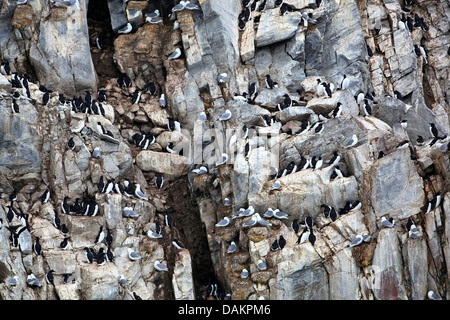 gemeinsamen Guillemot (Uria Aalge) auf Vogelfelsen mit schwarzen Beinen Dreizehenmöwen, Rissa Tridactyla, Nunavut, Kanada, Bylot Insel Stockfoto