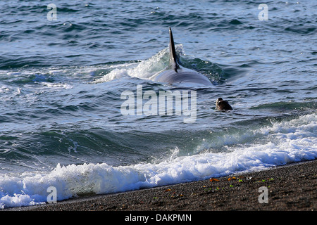 Orca, großer Schwertwal, Grampus (Orcinus Orca), Angriff auf eine südliche Seelöwen, Argentinien, Patagonien, Valdes Stockfoto