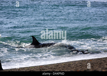 Orca, großer Schwertwal, Grampus (Orcinus Orca), Angriff auf eine südliche Seelöwen, Argentinien, Patagonien, Valdes Stockfoto