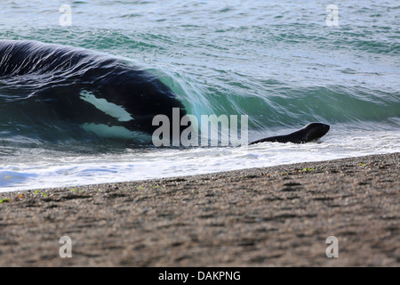 Orca, großer Schwertwal, Grampus (Orcinus Orca), Angriff auf eine südliche Seelöwen Welpe, Argentinien, Patagonien, Valdes Stockfoto