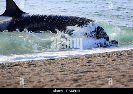 Orca, großer Schwertwal, Grampus (Orcinus Orca), Angriff auf eine südliche Seelöwen Welpe, Argentinien, Patagonien, Valdes Stockfoto