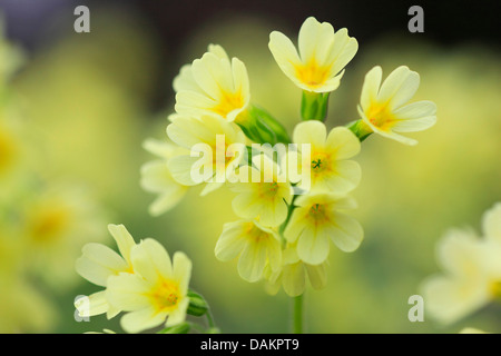 Schlüsselblume Primel (Primula Veris), Blütenstand, Schweiz Stockfoto