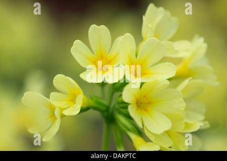 Schlüsselblume Primel (Primula Veris), Blütenstand, Schweiz Stockfoto