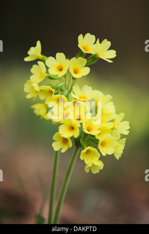 Schlüsselblume Primel (Primula Veris), blühen, Schweiz Stockfoto