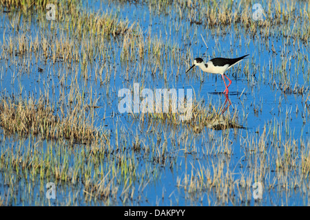 Stelzenläufer (Himantopus Himantopus), Männlich, Schweiz Stockfoto