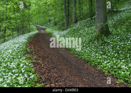 Bärlauch, Stoffen, Bärlauch, breitblättrigen Knoblauch, Holz Knoblauch, Bär-Lauch, Bärlauch (Allium Ursinum), Waldweg mit blühenden Bärlauch, Schweiz Stockfoto