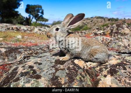 Europäischen Kaninchen (Oryctolagus Cuniculus), sitzt auf einem Felsen, Spanien, Jaén, Sierra Morena Stockfoto