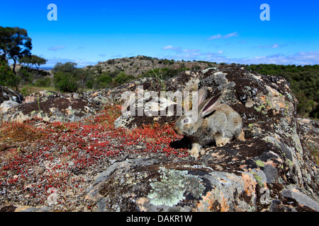 Europäischen Kaninchen (Oryctolagus Cuniculus), sitzt auf einem Felsen, Spanien, Jaén, Sierra Morena Stockfoto