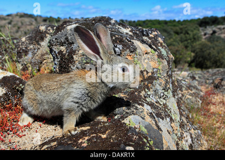 Europäischen Kaninchen (Oryctolagus Cuniculus), sitzt auf einem Felsen, Spanien, Jaén, Sierra Morena Stockfoto