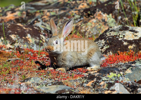 Europäischen Kaninchen (Oryctolagus Cuniculus), sitzt auf einem Felsen, Fütterung, Spanien, Jaén, Sierra Morena Stockfoto