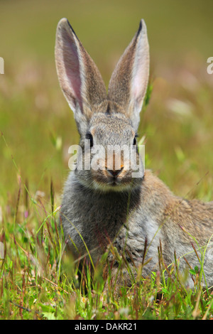 Europäischen Kaninchen (Oryctolagus Cuniculus), auf einer Wiese, Spanien, Jaén, Sierra Morena Stockfoto