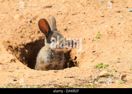 Europäischen Kaninchen (Oryctolagus Cuniculus), pup Blick aus einer Höhle, Spanien, Jaén, Sierra Morena Stockfoto