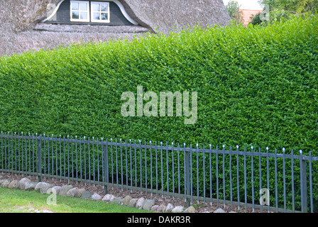 gemeinsamen Liguster, goldene Liguster, wilde Liguster, prim, Europäische Liguster (Ligustrum Vulgare 'Atrovirens', Ligustrum Vulgare Atrovirens), Sorte Atrovirens, Deutschland, Schleswig-Holstein Stockfoto