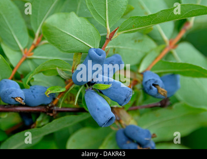 Blau-Kreuzungen Geißblatt, Bluefly Geißblatt, Sweetberry Geißblatt (Lonicera Caerulea "Amur", Lonicera Caerulea Amur), Vultivar Amur Stockfoto